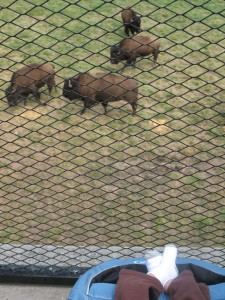 Watching the bison roam at Wildlife Prairie Park