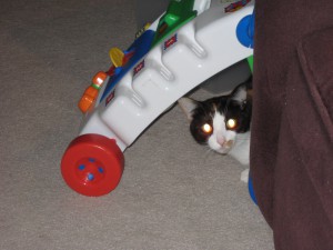 I love a good alien cat photo. Here Valentine tries hiding under a toy-- bad move.