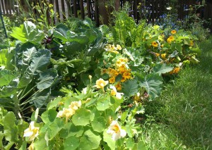 So many nasturtiums, so little time.